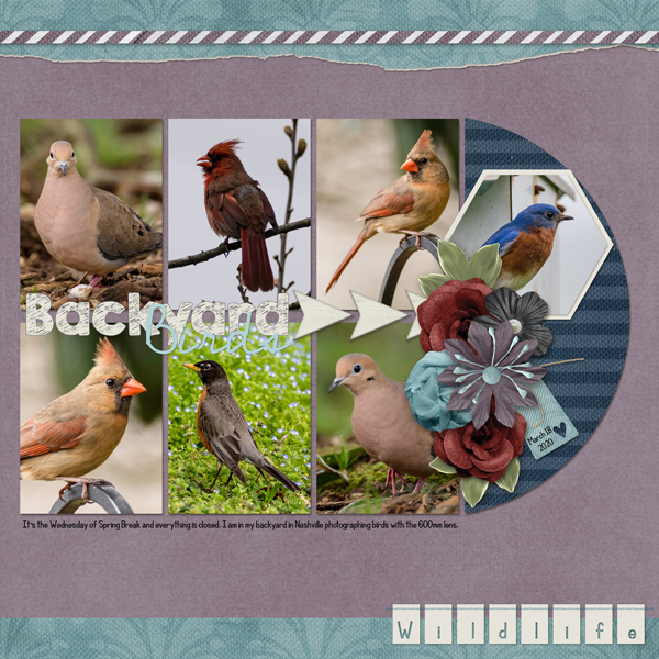 Backyard Birds