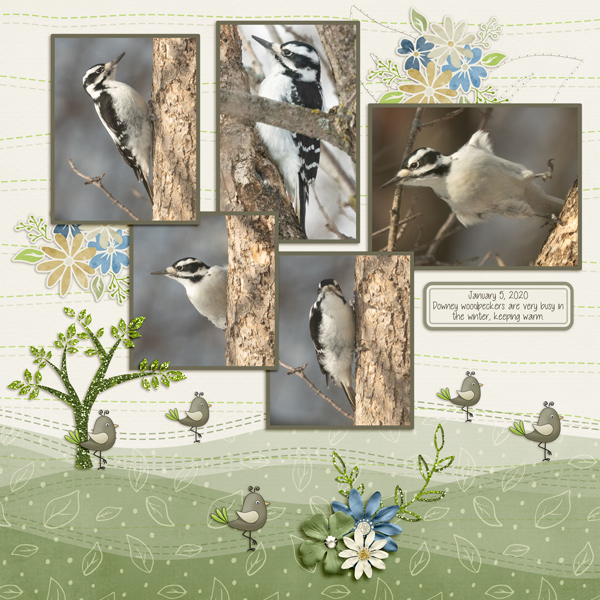 backyard birds