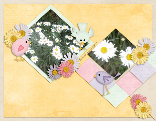 Backyard Daisies
