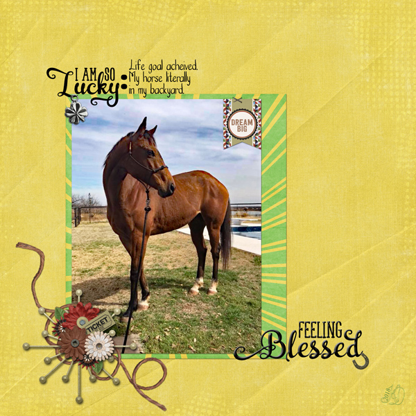 Backyard horse