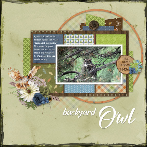 Backyard Owl