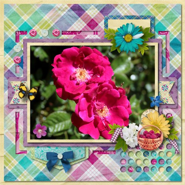 Backyard Roses