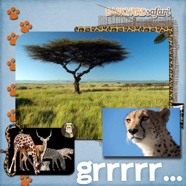 Backyard Safari