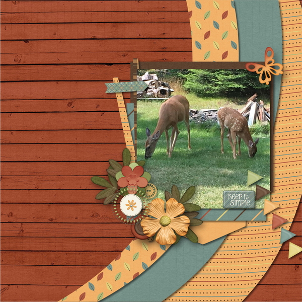 Backyard Visitors
