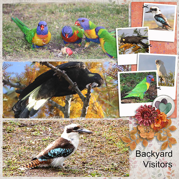 Backyard Visitors
