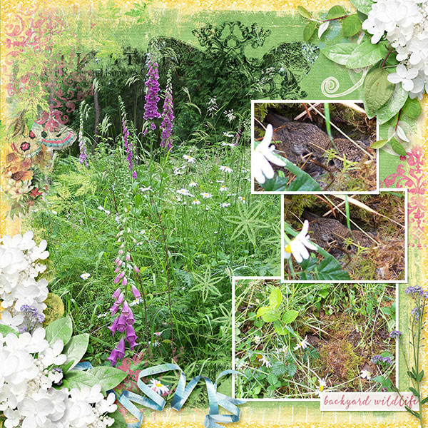 Backyard Wildlife