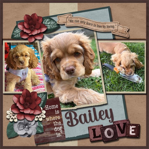 Bailey Cocker Spaniel Pup