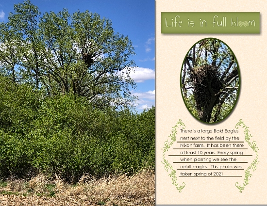 Bald Eagle Nest