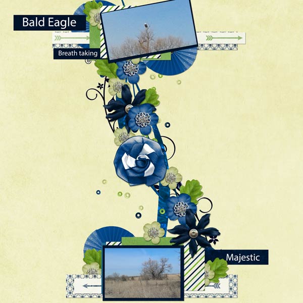 Bald Eagle