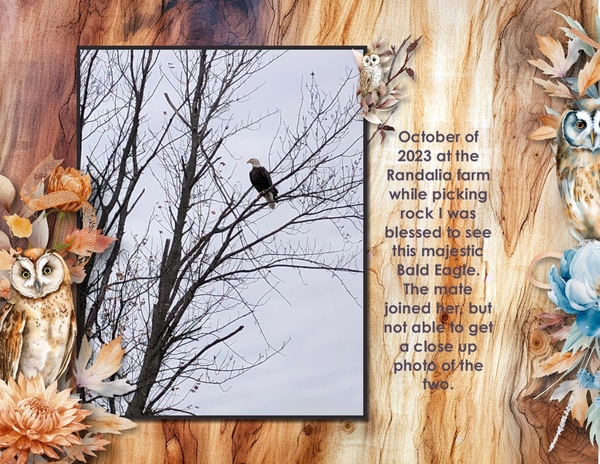 Bald Eagle
