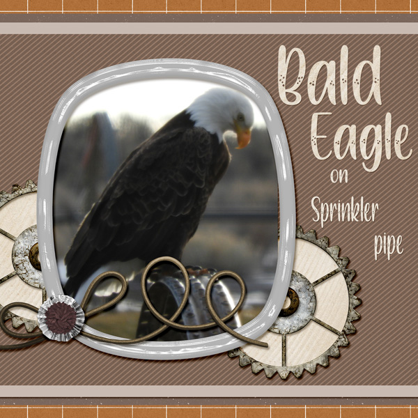 Bald_Eagle_small