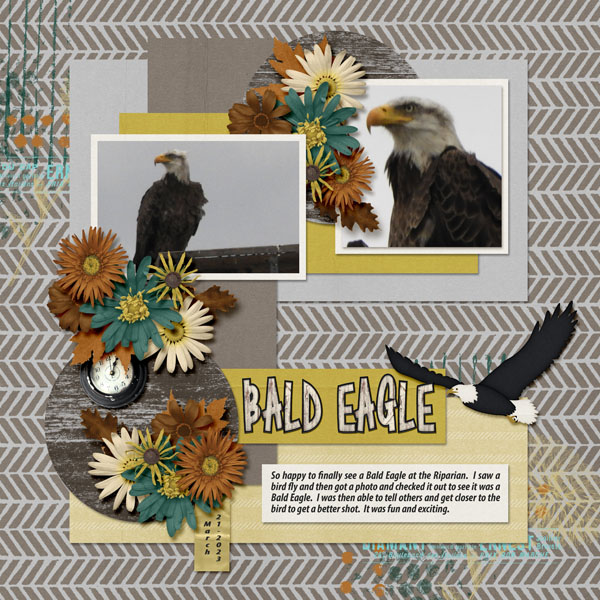 Bald_Eagle_small1