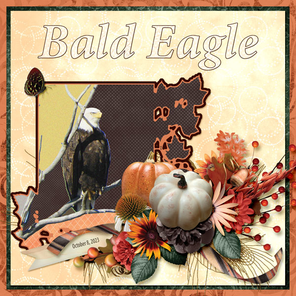 Bald_Eagle_small2