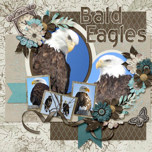 bald_eaglemy_everything