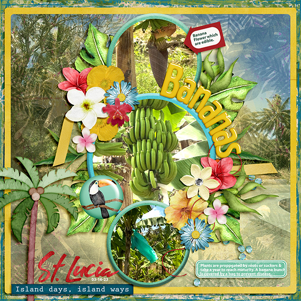 Bananas- St. Lucia