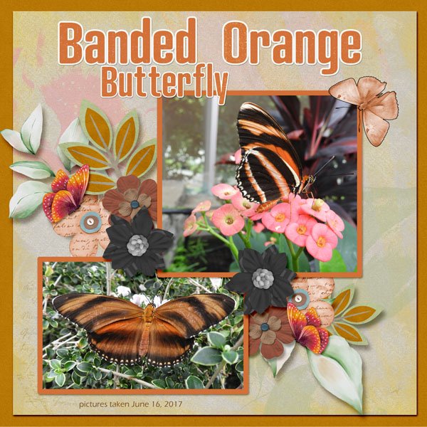 Banded Orange Butterfly small.jpg