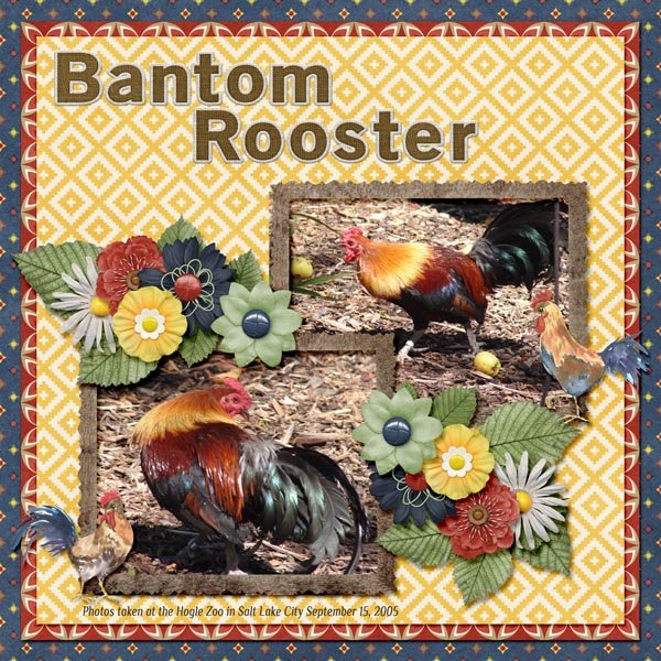 Bantom Rooster small.jpg