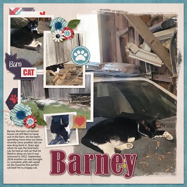 Barn Cat