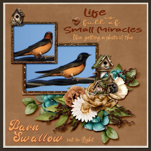barn swallow small.jpg