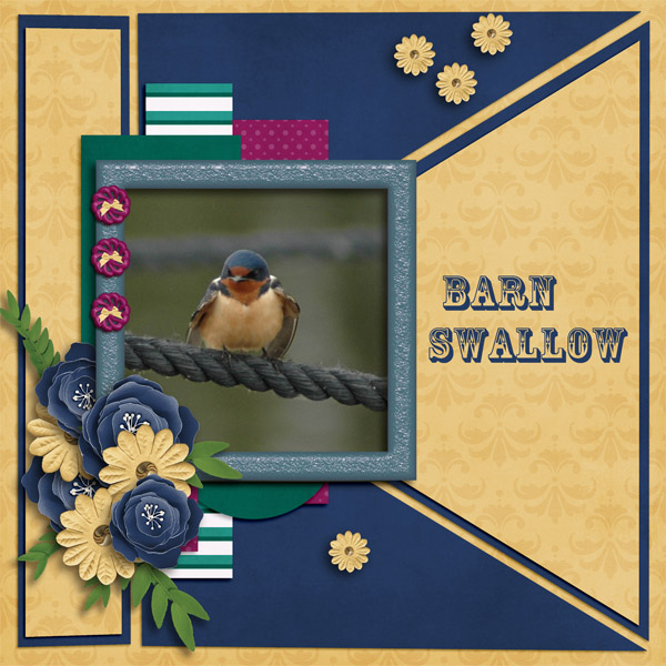 Barn Swallow