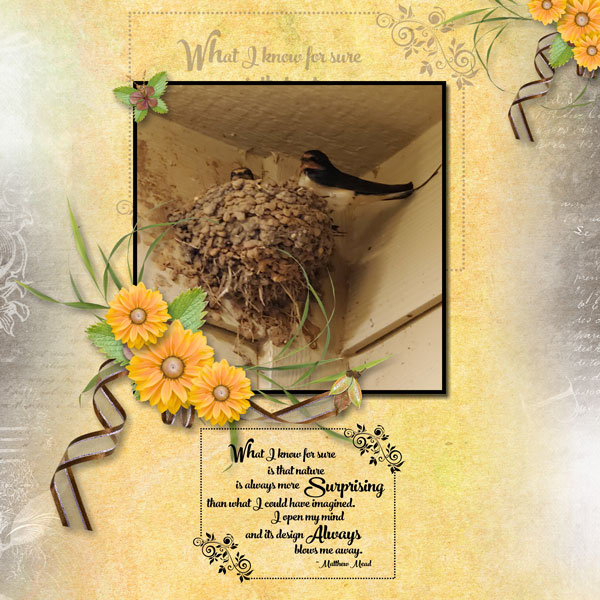 Barn Swallows