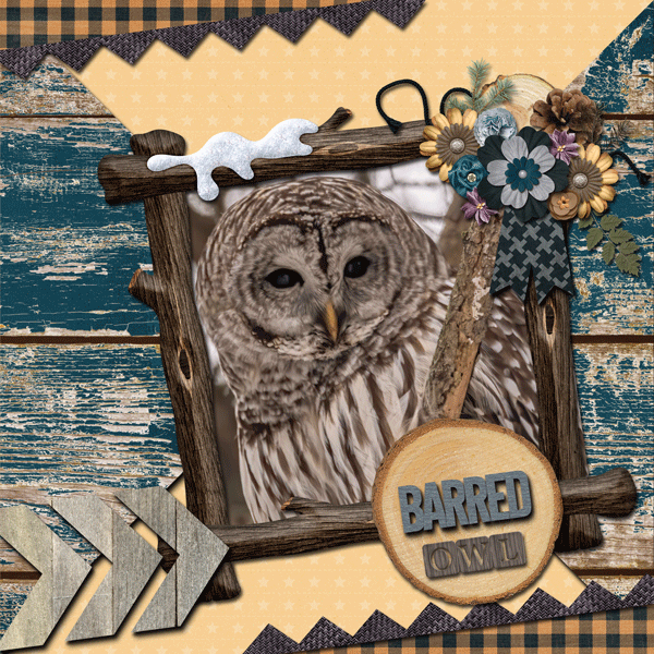 Barred Owl 2021