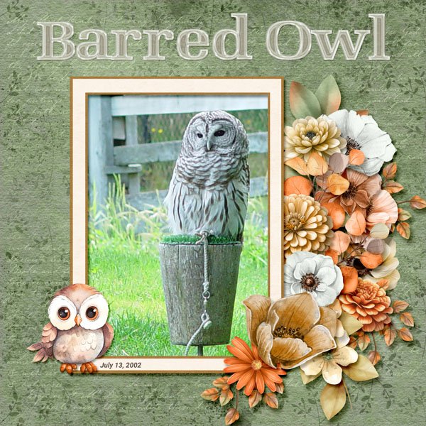 barred Owl small.jpg