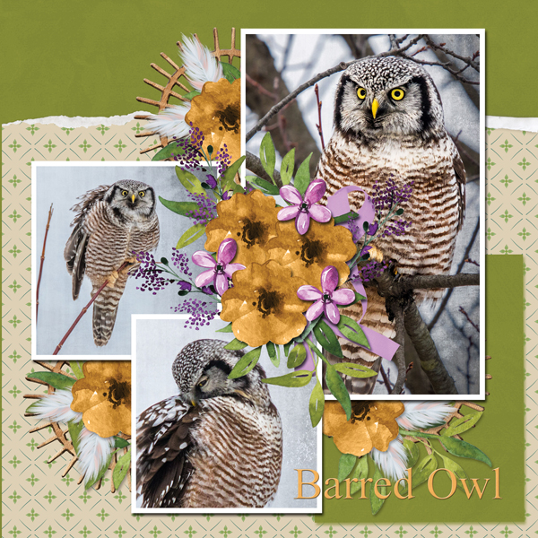 Barred Owl