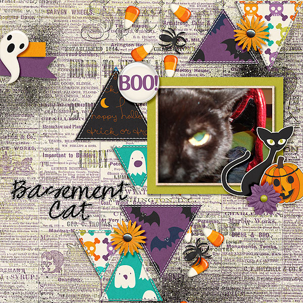 basement-cat