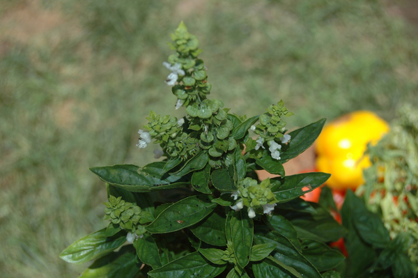 basil - depth of field