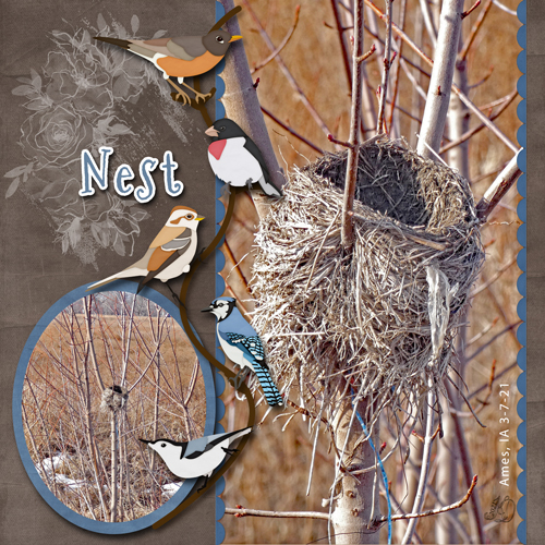 Basket birds nest