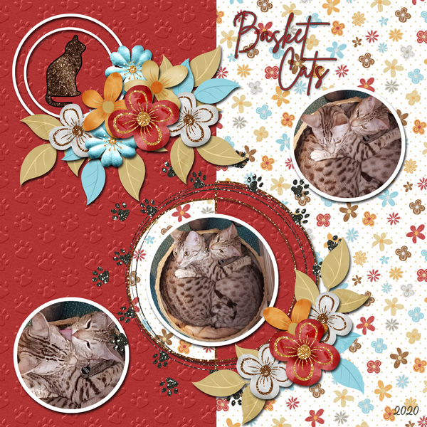 Basket Cats
