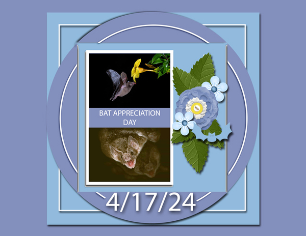 Bat Appreciation Day