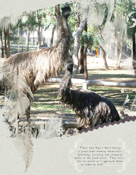 Bathing Emus