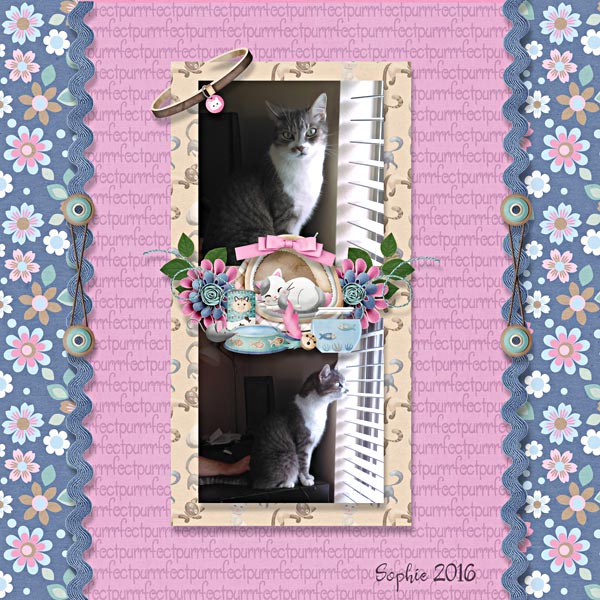 BD-Purrrfect