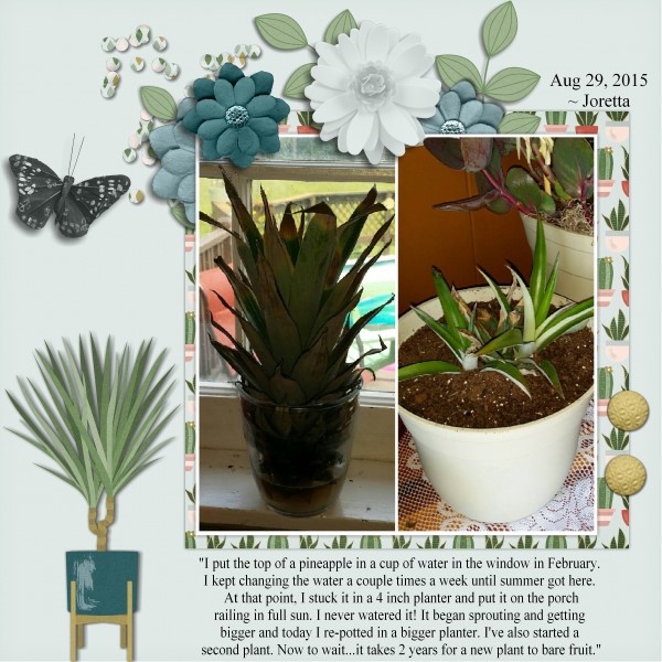 Be A Pineapple -pg1