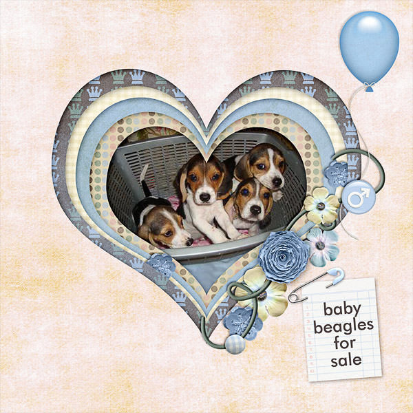 Beagles For Sale