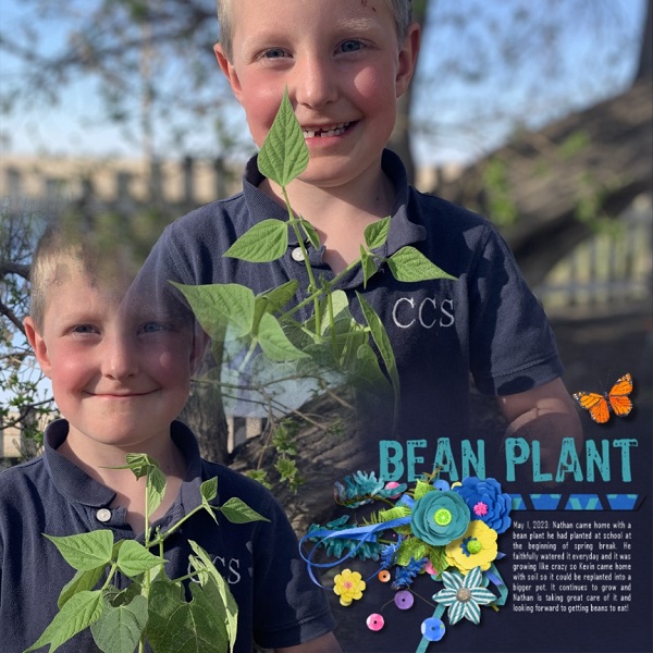 Bean Plant