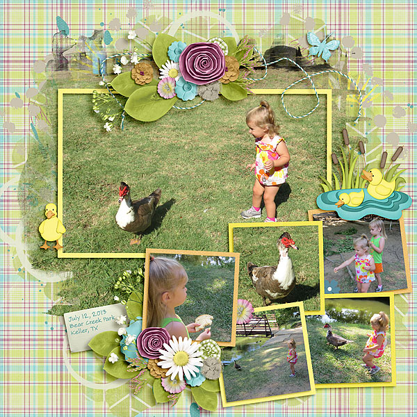 Bear Creek Park Ducks