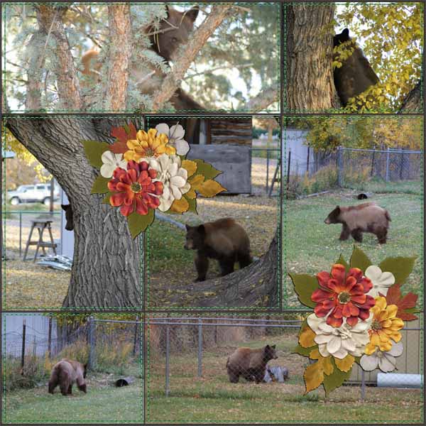 Bear Season