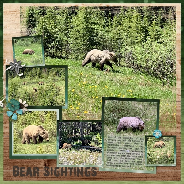 Bear Sightings