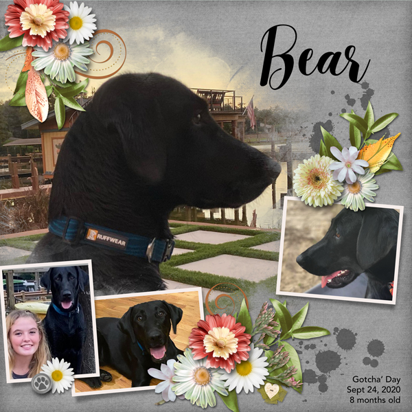 Bear