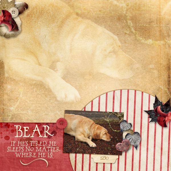 Bear
