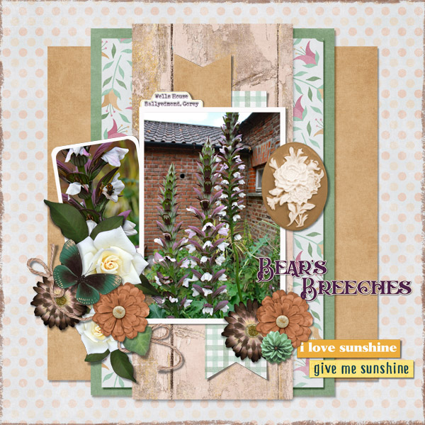Bear's Breeches