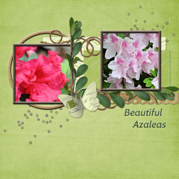Beautiful Azaleas