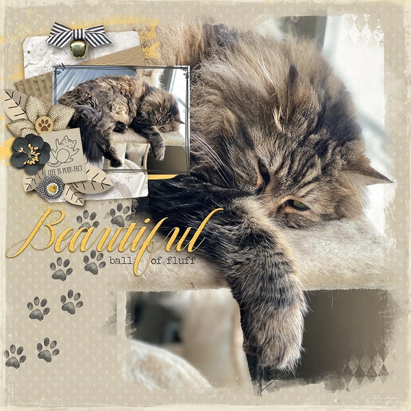 ~Beautiful Ball of Fluff~
