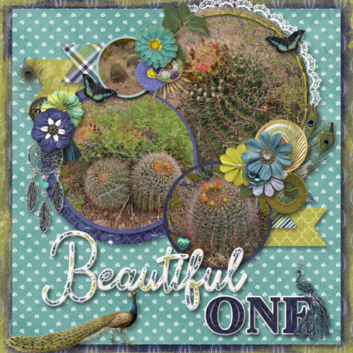 Beautiful Barrel Cacti