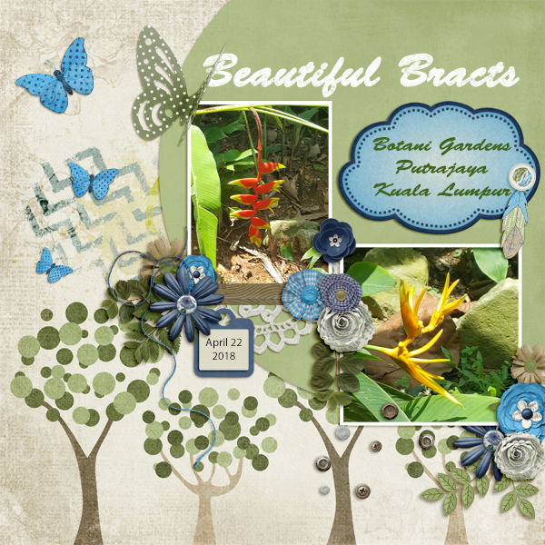 Beautiful Bracts