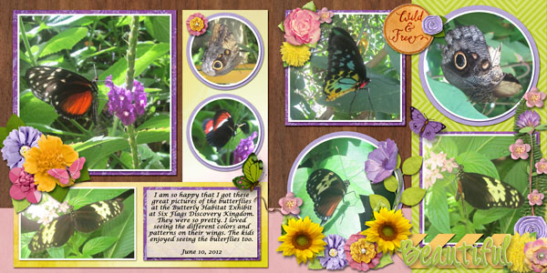 beautiful butterflies