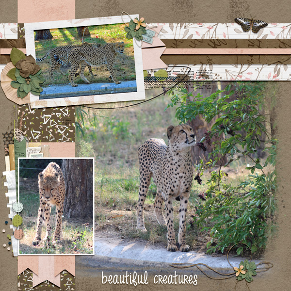 beautiful creatures